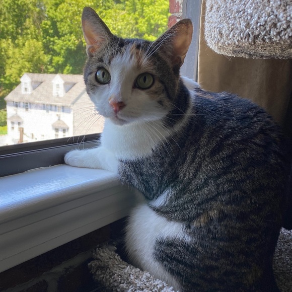 😻 MY 3 BABY GIRLS 😻 - Picture 10 of 12